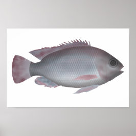 Singida Tilapia Poster