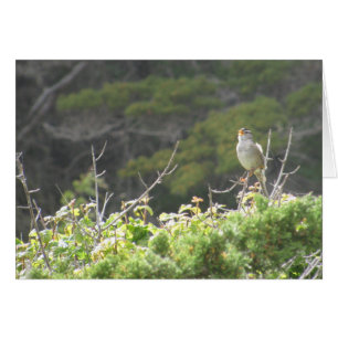Singing Bird