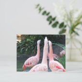 Singing Flamingos Postkarte (Stehend Vorderseite)