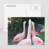 Singing Flamingos Postkarte (Vorne/Hinten)