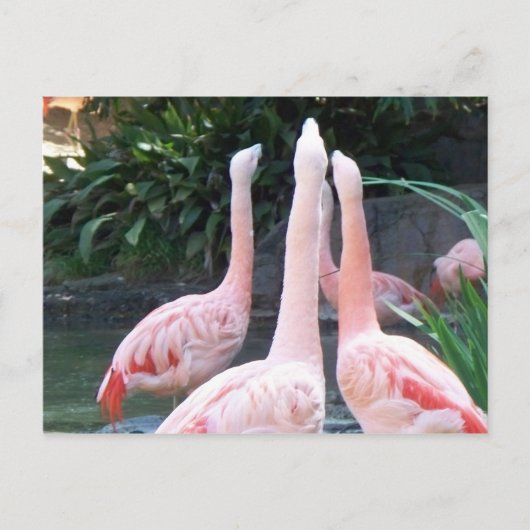 Singing Flamingos Postkarte (Vorderseite)