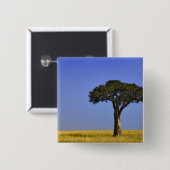 Single Acacia Baum auf Grasflächen, Masai Mara, Button (Vorne & Hinten)