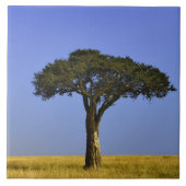 Single Acacia Baum auf Grasflächen, Masai Mara, Fliese (Vorderseite)