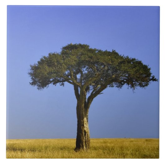 Single Acacia Baum auf Grasflächen, Masai Mara, Fliese (Vorderseite)