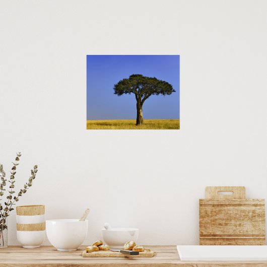 Single Acacia Baum auf Grasflächen, Masai Mara, Poster (Küche)