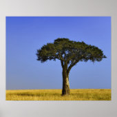 Single Acacia Baum auf Grasflächen, Masai Mara, Poster (Vorne)