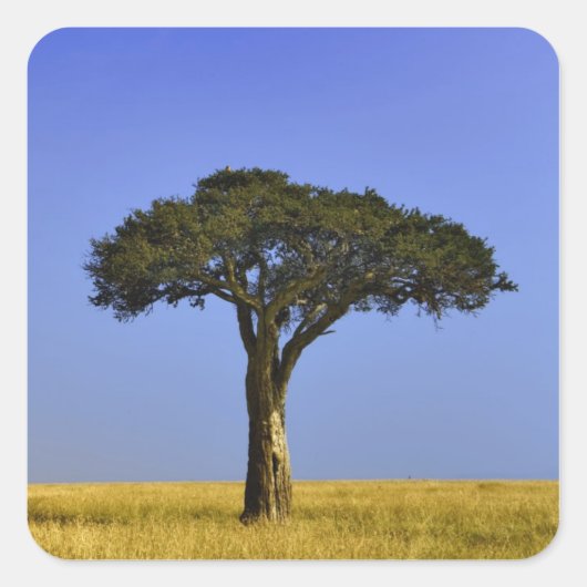 Single Acacia Baum auf Grasflächen, Masai Mara, Quadratischer Aufkleber (Vorderseite)