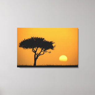 Single Acacia Baum Silhouette bei Sonnenaufgang, M Leinwanddruck
