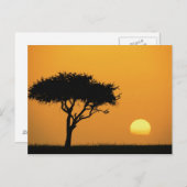 Single Acacia Baum Silhouette bei Sonnenaufgang, M Postkarte (Vorne/Hinten)