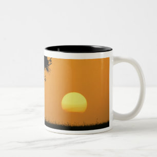 Single Acacia Baum silhouettiert bei Sonnenaufgang Zweifarbige Tasse
