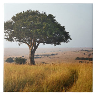 Single acacia tree auf Grasflächen, Masai Mara, Fliese