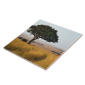 Single acacia tree auf Grasflächen, Masai Mara, Fliese (Seite)