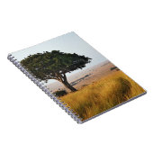Single acacia tree auf Grasflächen, Masai Mara, Notizblock (Rechte Seite)