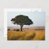 Single acacia tree auf Grasflächen, Masai Mara, Postkarte (Vorne/Hinten)