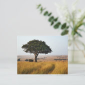 Single acacia tree auf Grasflächen, Masai Mara, Postkarte (Stehend Vorderseite)