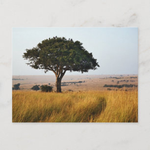 Single acacia tree on grassy plains, Masai Mara, Postkarte