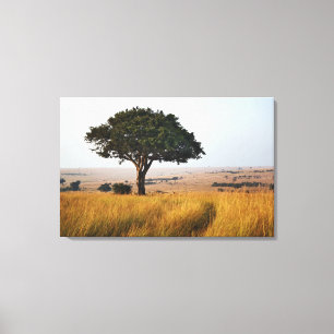 Single acacia tree on grasy Ebenen, Masai Mara, Leinwanddruck