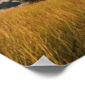 Single acacia tree on grasy Ebenen, Masai Mara, Poster (Ecke)