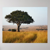 Single acacia tree on grasy Ebenen, Masai Mara, Poster (Vorne)