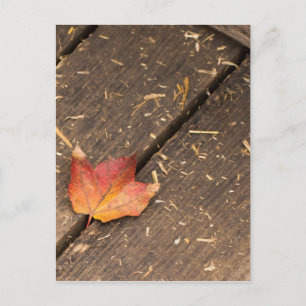Single-Ahorn-Blatt im Fall Postkarte