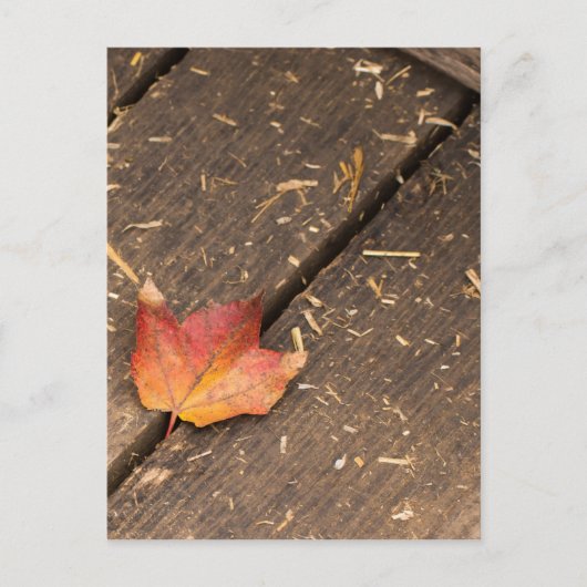 Single-Ahorn-Blatt im Fall Postkarte (Vorderseite)