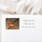 Single Ahornblatt minimalistisches Foto Rücksendea (Insitu)