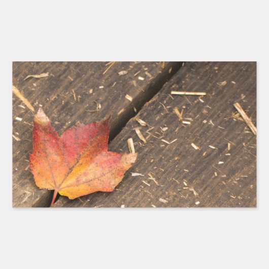 Single Ahornleaf im Fall Rechteckiger Aufkleber (Vorderseite)