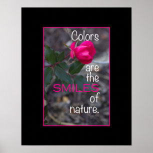 Single Bending Pink Rose Foto Poster