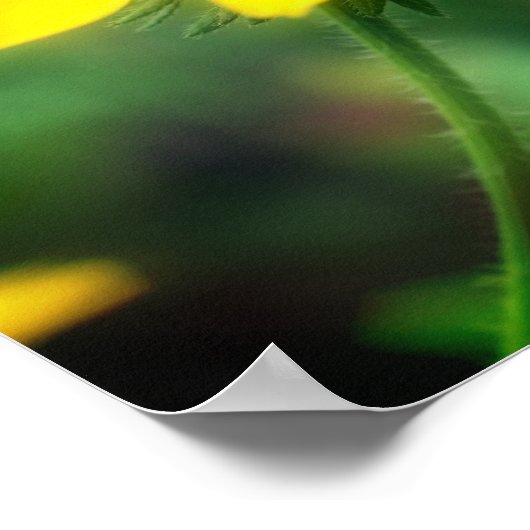 Single Black Mit Augen Susan Daisy Blume Poster (Ecke)