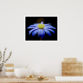 Single Blue Blume gegen Black Poster (Küche)