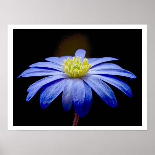 Single Blue Blume gegen Black Poster (Vorne)