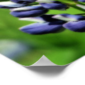 Single Blue Lupine Blume Orton Wirkung Poster (Ecke)