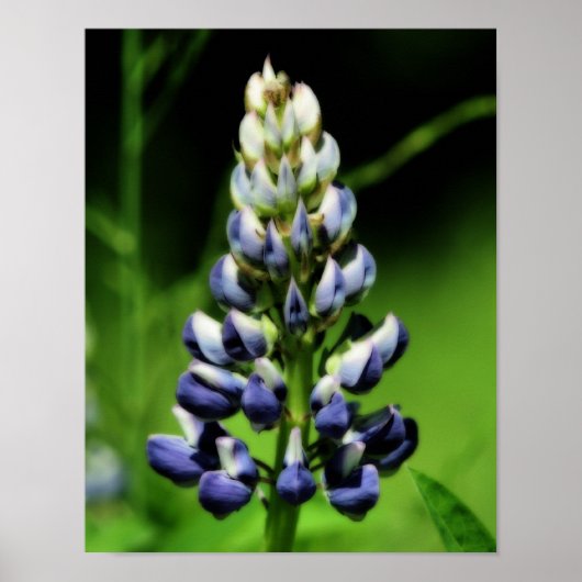 Single Blue Lupine Blume Orton Wirkung Poster (Vorne)