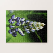 Single Blue Lupine Blume Orton Wirkung Puzzle (Horizontal)