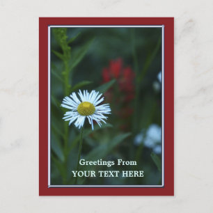 Single Blue-White Daisy Greetings Floral Postkarte