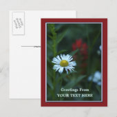 Single Blue-White Daisy Greetings Postcard Postkarte (Vorne/Hinten)