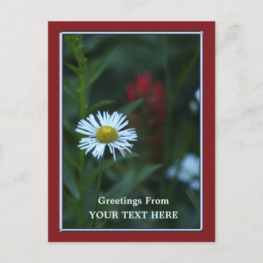 Single Blue-White Daisy Greetings Postcard Postkarte (Vorderseite)