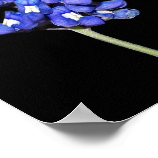 Single Bluebonnet on Black Background Poster (Ecke)