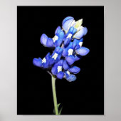 Single Bluebonnet on Black Background Poster (Vorne)