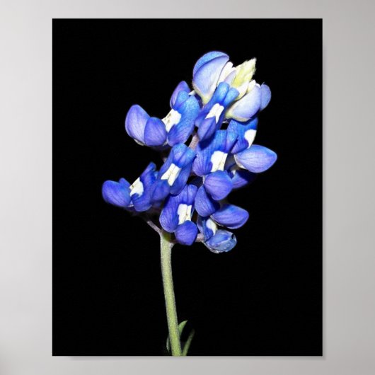 Single Bluebonnet on Black Background Poster (Vorne)
