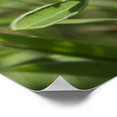 Single Bluebonnet Texas Poster (Ecke)