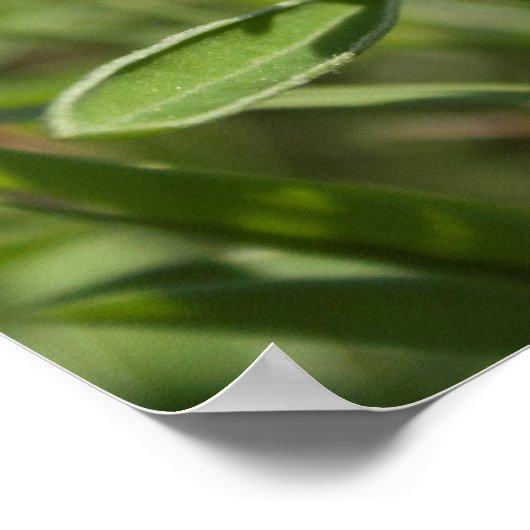 Single Bluebonnet Texas Poster (Ecke)