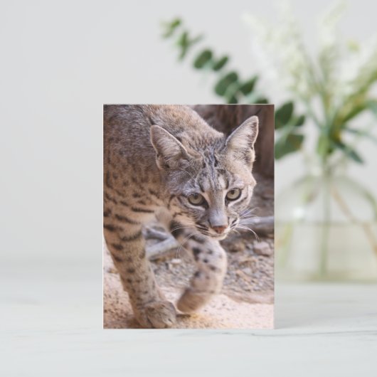 Single Bobcat Postkarte (Stehend Vorderseite)
