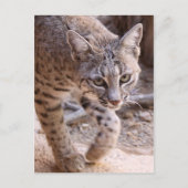Single Bobcat Postkarte (Vorderseite)
