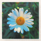 Single Bright Daisy Glasuntersetzer (Vorderseite)