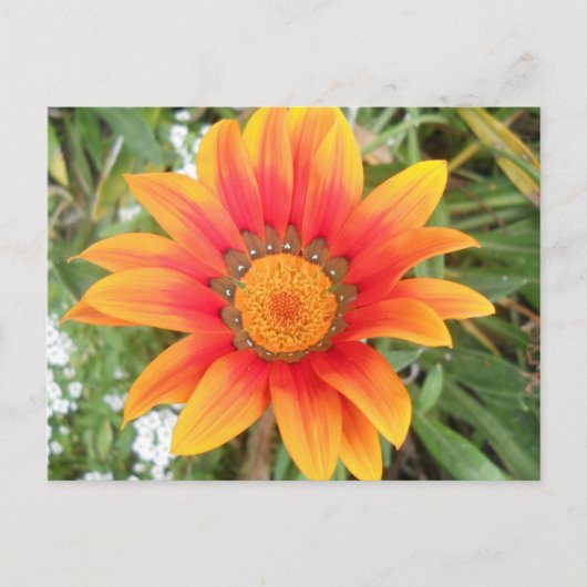 Single Bright Orange Flower Postkarte (Vorderseite)