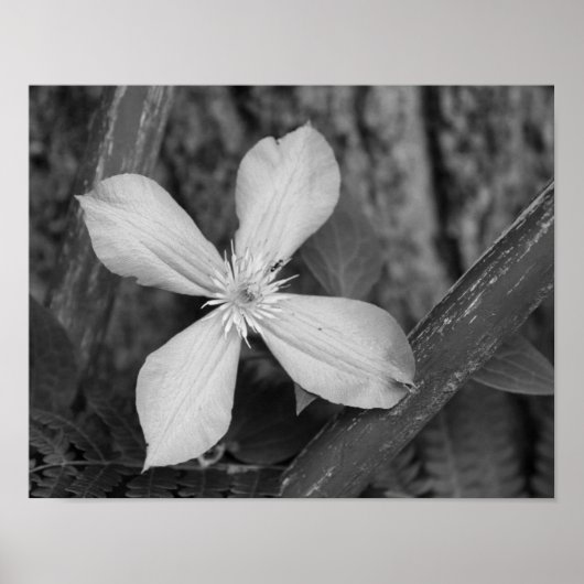 Single Clematis Blume Schwarz-Weiß Poster (Vorne)