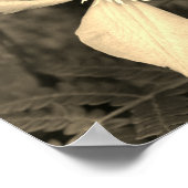 Single Clematis Blume Sepia Tint Poster (Ecke)