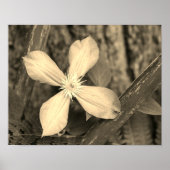 Single Clematis Blume Sepia Tint Poster (Vorne)