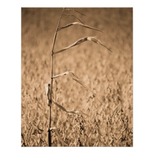 Single Cornstalk vor Ort Poster